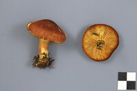 Tricholomopsis rutilans image